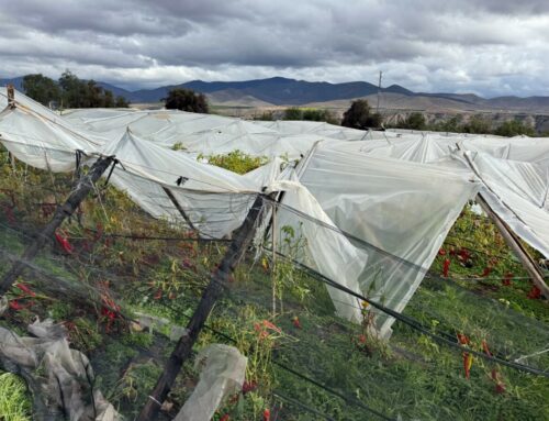 Duras consecuencias por  temporal lleva al Ministerio  de Agricultura a declarar emergencia agrícola en Región de Coquimbo